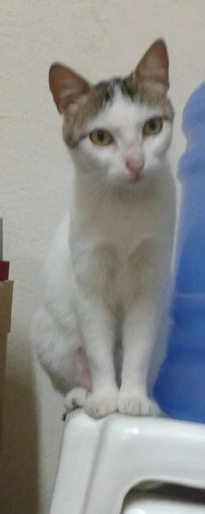 Gato ra a  idade 2 a 6 meses nome Petra