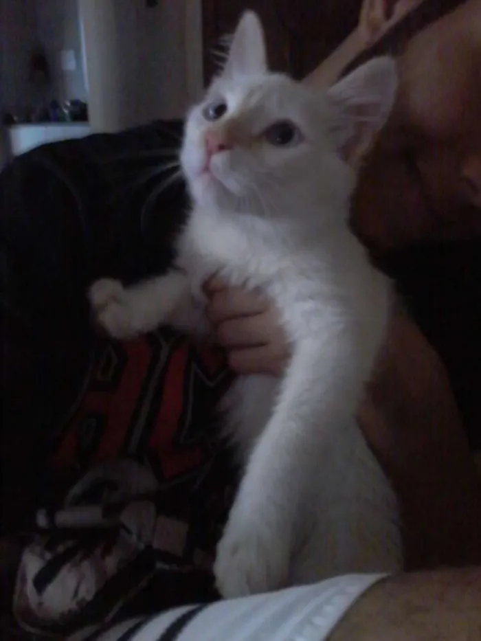 Gato raça  idade 1 ano nome Peter