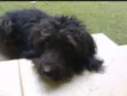 Cachorro raça Poodle idade 1 ano nome Pretinha 