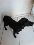 Pretinha