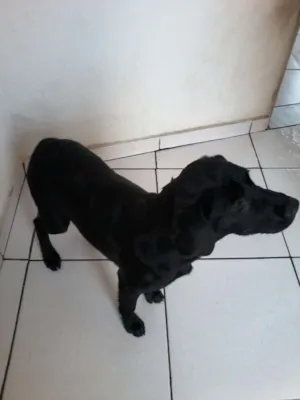 Cachorro raça Labrador idade 2 a 6 meses nome Pretinha