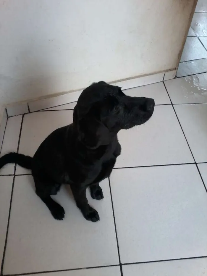 Cachorro raça Labrador idade 2 a 6 meses nome Pretinha