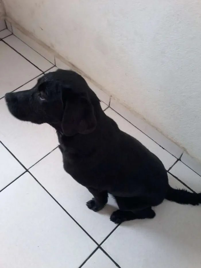 Cachorro raça Labrador idade 2 a 6 meses nome Pretinha