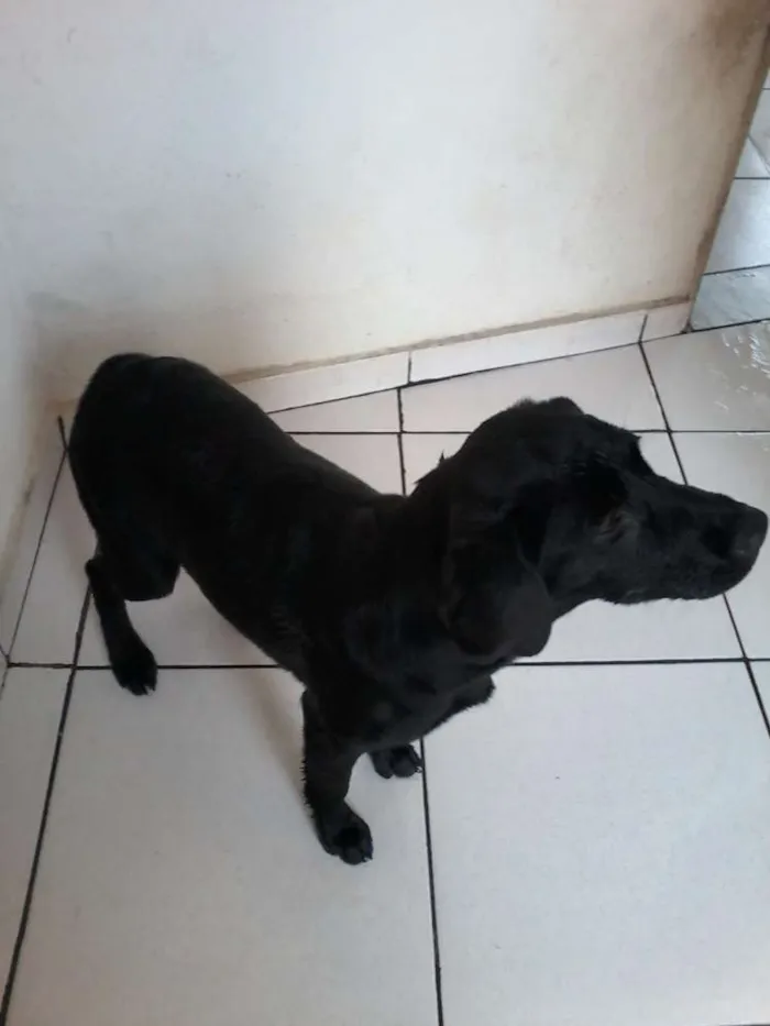 Cachorro raça Labrador idade 2 a 6 meses nome Pretinha
