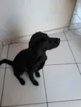 Pretinha