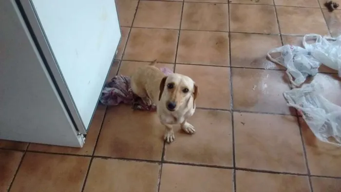 Cachorro ra a  idade 2 anos nome Pequena