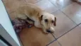Pequena