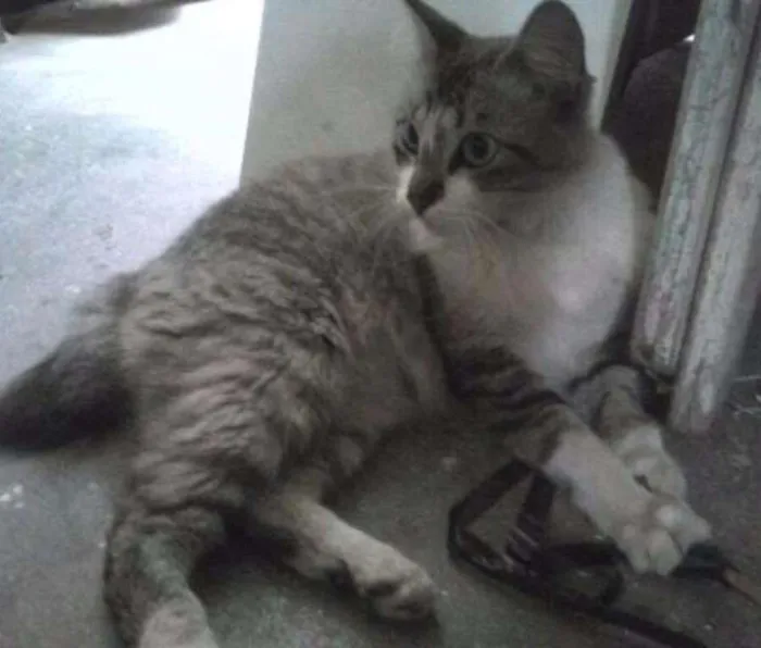Gato ra a Tomba idade 7 a 11 meses nome Mística