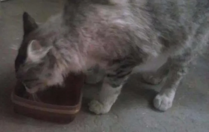 Gato ra a Tomba idade 7 a 11 meses nome Mística