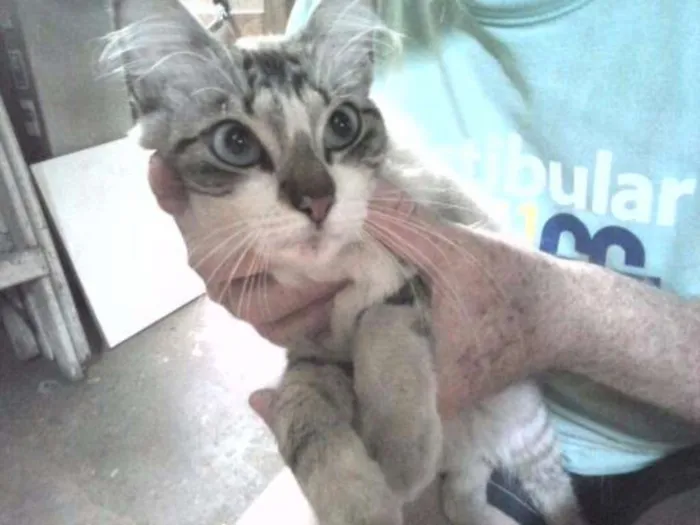 Gato ra a Tomba idade 7 a 11 meses nome Mística