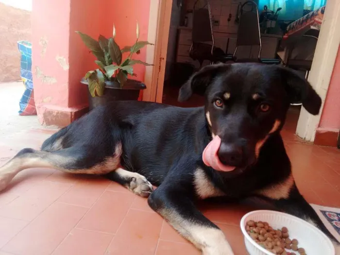 Cachorro ra a Rottwailer idade 7 a 11 meses nome Safira/Agatha