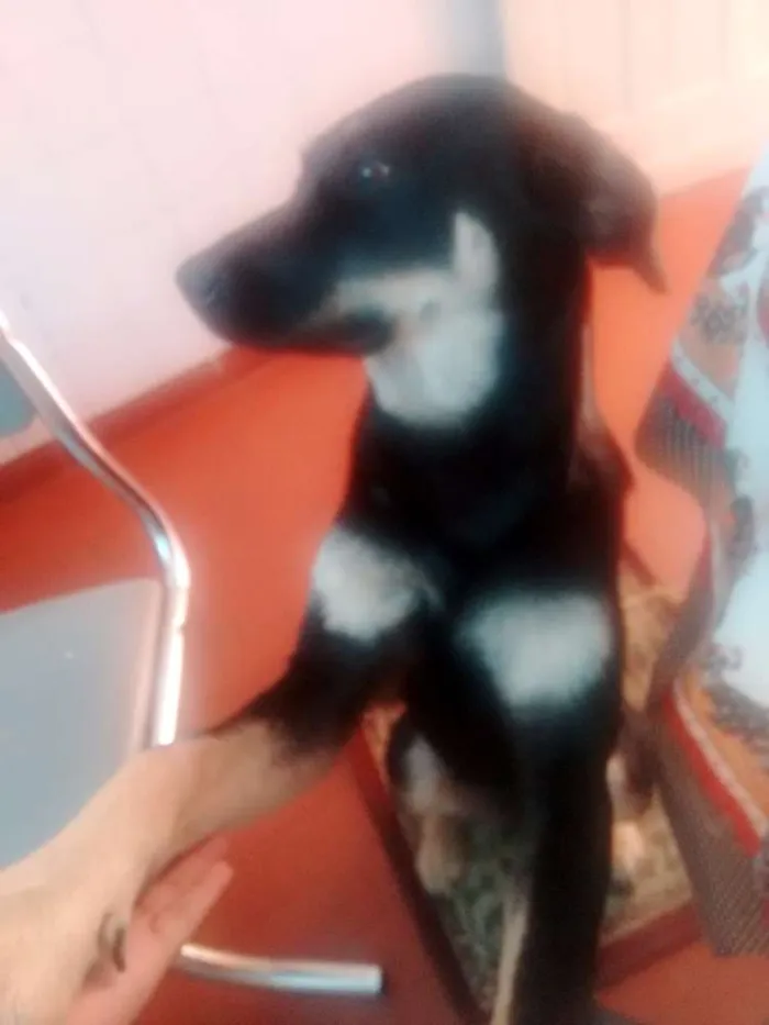 Cachorro ra a Rottwailer idade 7 a 11 meses nome Safira/Agatha