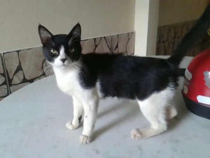Gato ra a SRD idade 1 ano nome Bart
