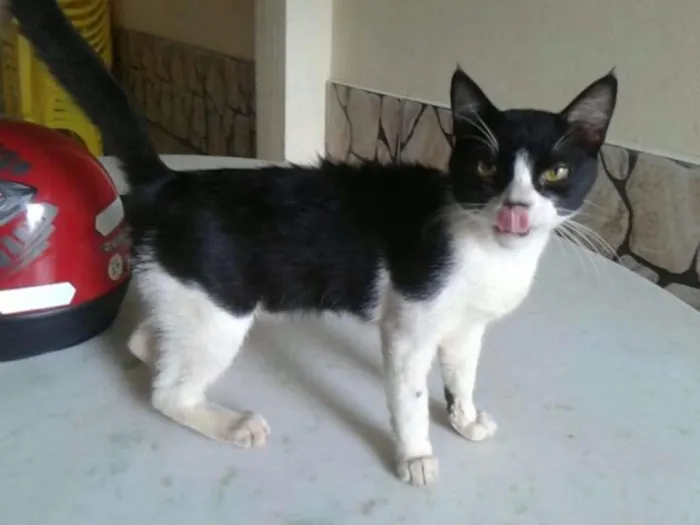 Gato ra a SRD idade 1 ano nome Bart
