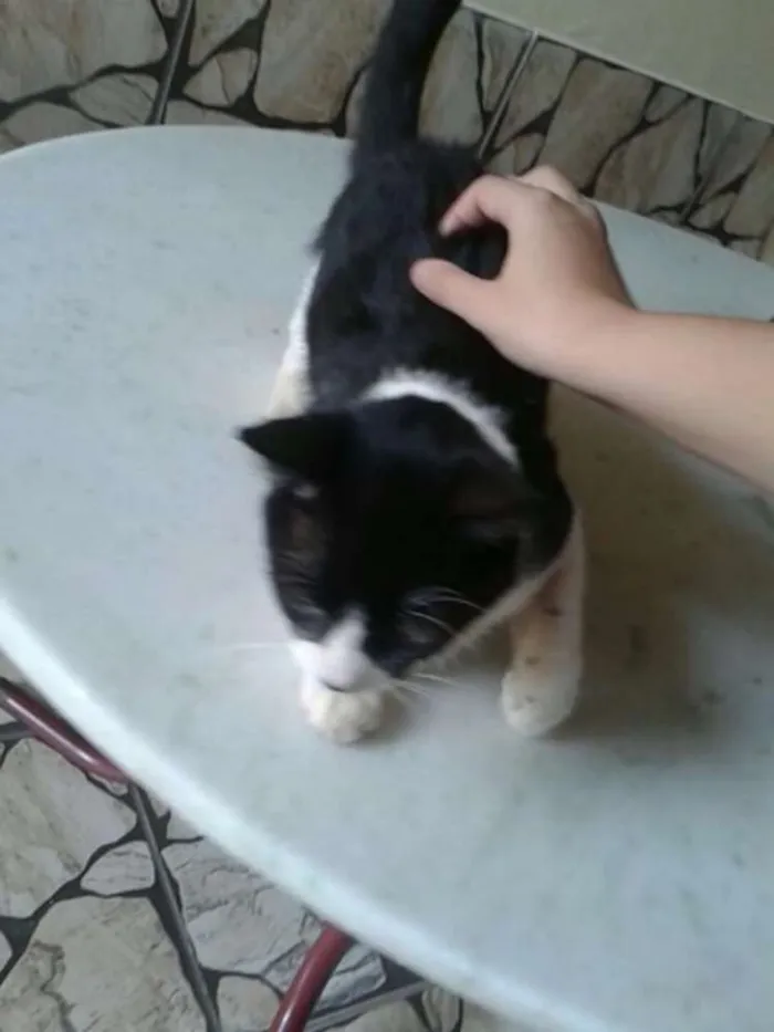 Gato ra a SRD idade 1 ano nome Bart