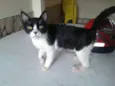 Bart
