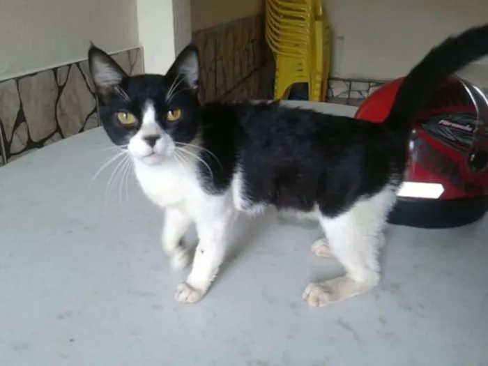 Gato ra a SRD idade 1 ano nome Bart
