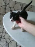 Bart