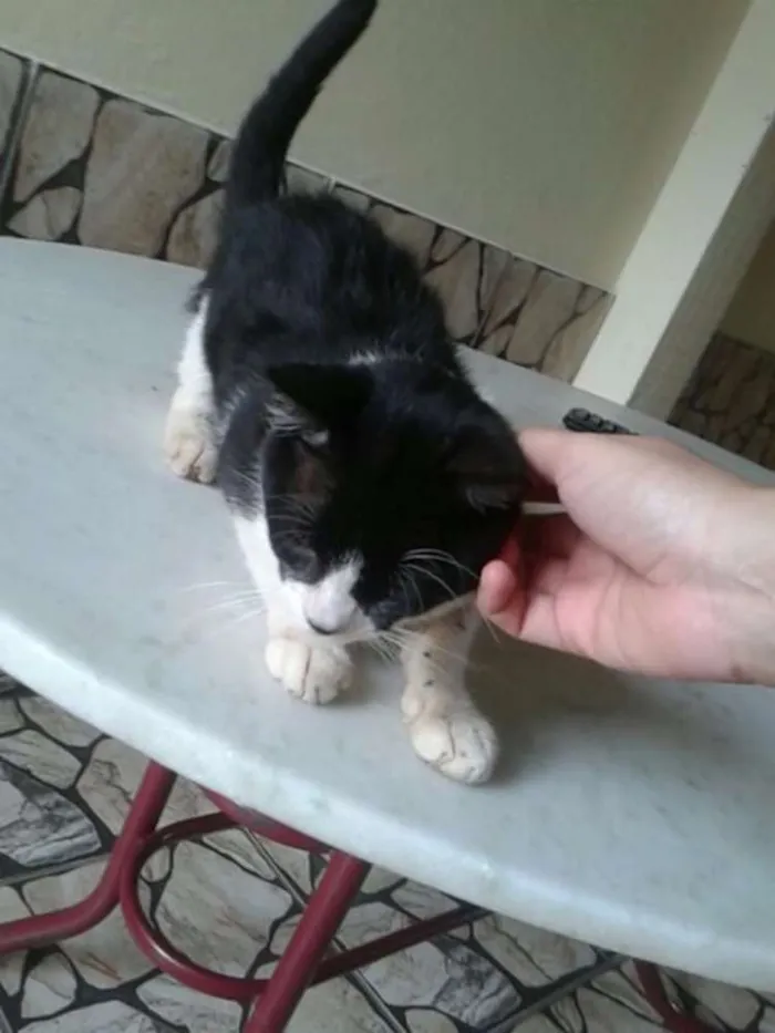 Gato ra a SRD idade 1 ano nome Bart