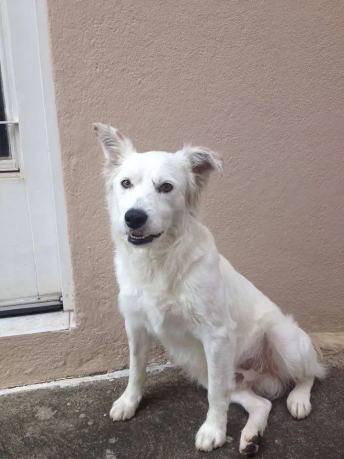Cachorro ra a Vira-lata idade 1 ano nome Branquinho