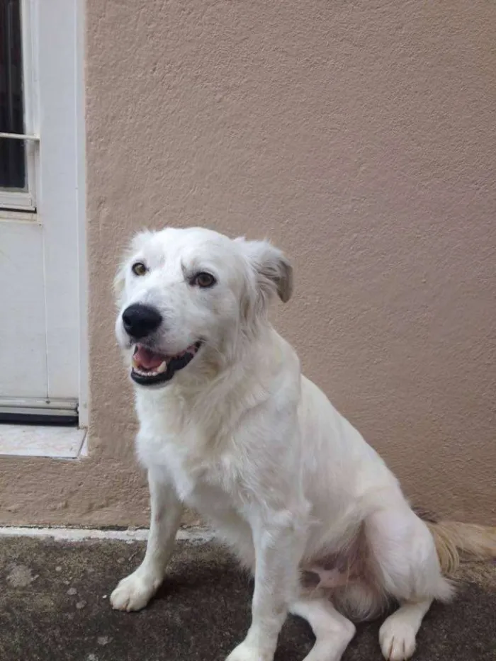 Cachorro ra a Vira-lata idade 1 ano nome Branquinho