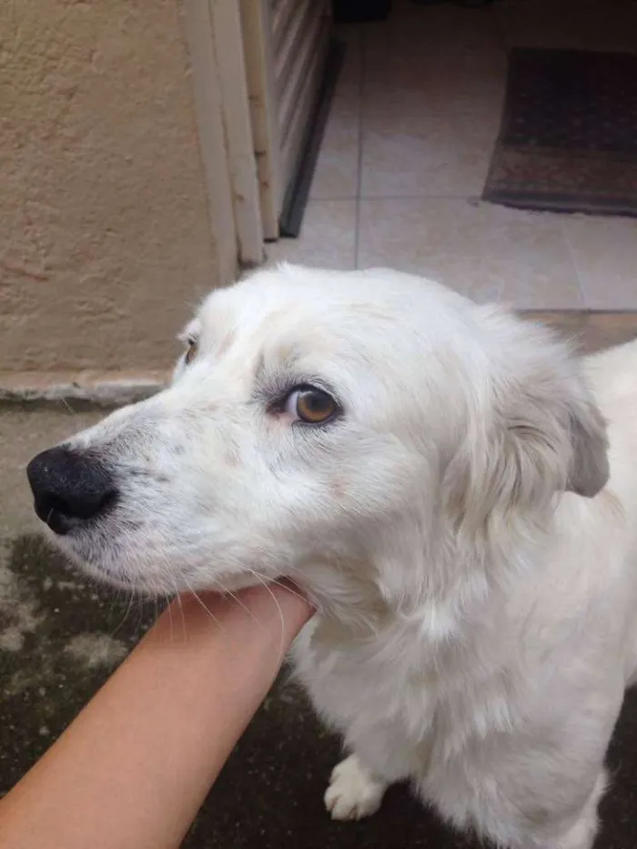 Cachorro ra a Vira-lata idade 1 ano nome Branquinho