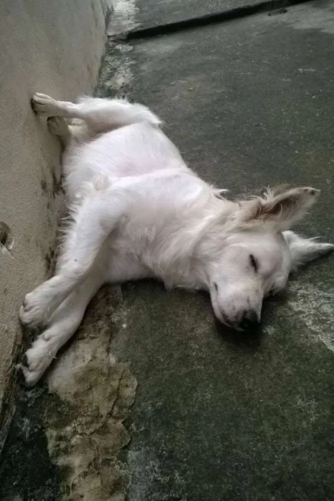 Cachorro ra a Vira-lata idade 1 ano nome Branquinho