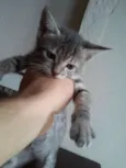 Cute Cats