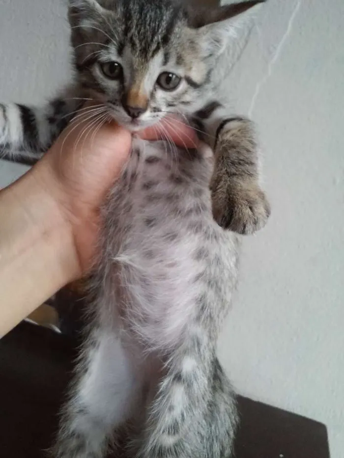 Gato ra a  idade 2 a 6 meses nome Cute Cats