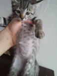 Cute Cats