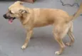Cadelinha