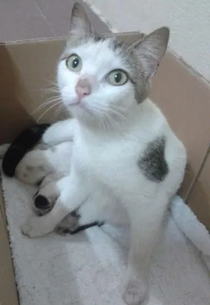 Gato raça  idade 2 a 6 meses nome Petra