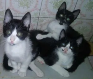 Gato raça Srd idade 1 ano nome Maya