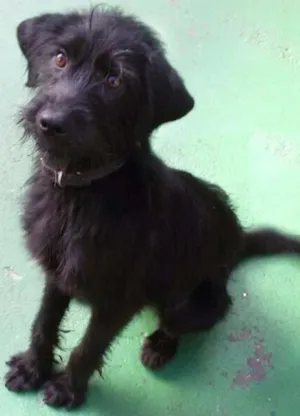 Cachorro raça Viralata idade 1 ano nome Pretinho