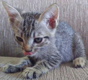 Gato raça Sem raça definida  idade 2 a 6 meses nome (Não possui nome )