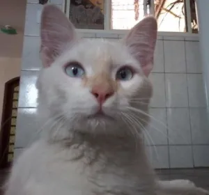 Gato raça  idade 1 ano nome Peter