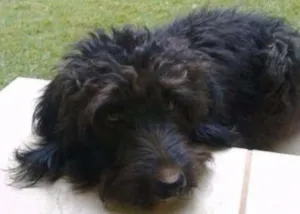 Cachorro raça Poodle idade 1 ano nome Pretinha 