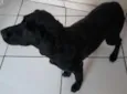 Pretinha
