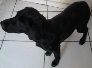 Cachorro raça Labrador idade 2 a 6 meses nome Pretinha
