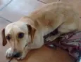 Pequena