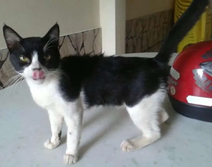 Gato ra a SRD idade 1 ano nome Bart