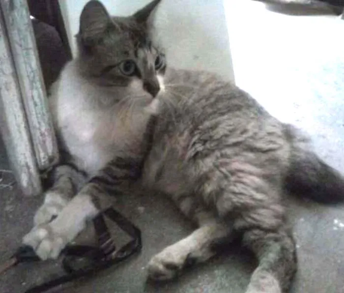 Gato ra a Tomba idade 7 a 11 meses nome Mística