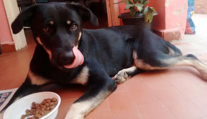 Cachorro ra a Rottwailer idade 7 a 11 meses nome Safira/Agatha