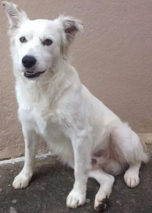 Cachorro raça Vira-lata idade 1 ano nome Branquinho