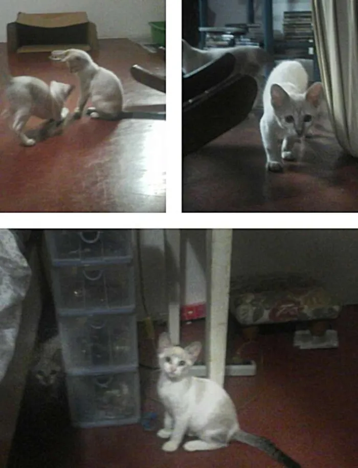 Gato ra a SRD idade 2 a 6 meses nome Huguinho e Zezinho