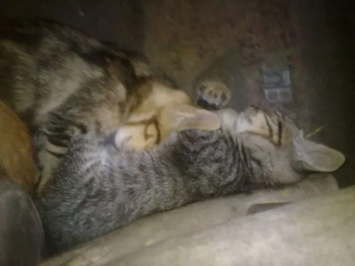 Gato ra a tekir idade Abaixo de 2 meses nome tekir