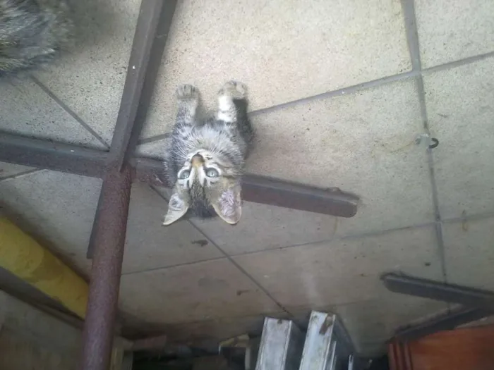Gato ra a tekir idade Abaixo de 2 meses nome tekir