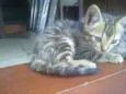 tekir