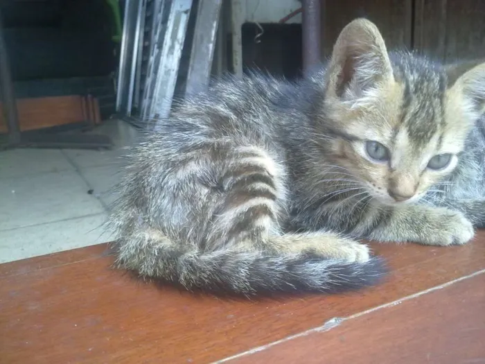 Gato ra a tekir idade Abaixo de 2 meses nome tekir