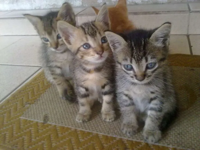 Gato ra a tekir idade Abaixo de 2 meses nome tekir